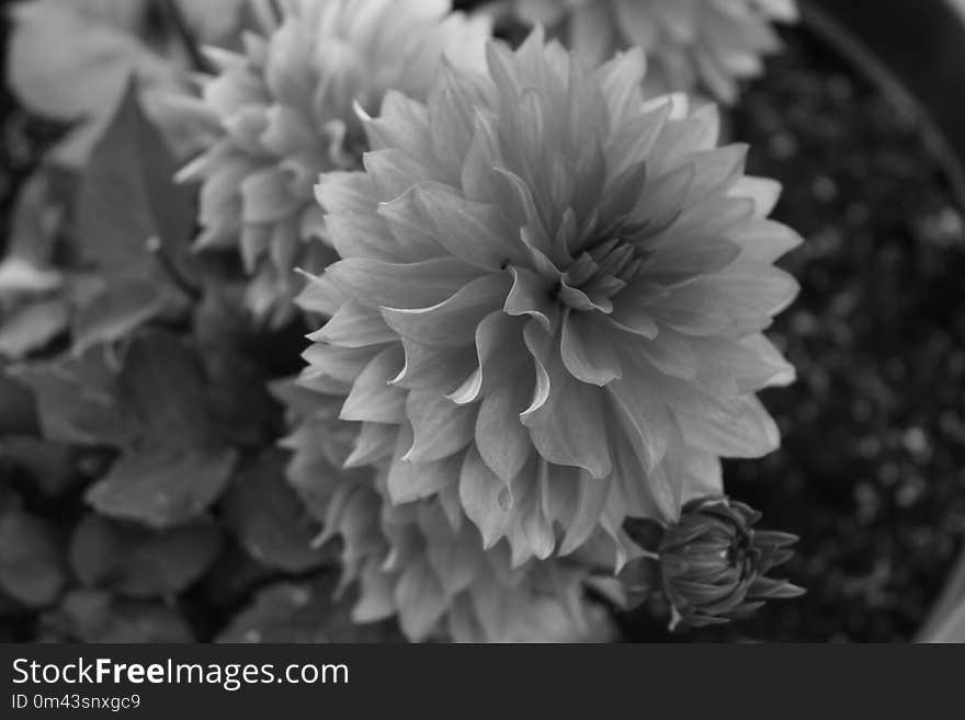 Flower, Black And White, Monochrome Photography, Flora