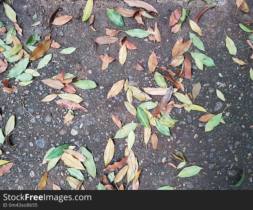 Leaf, Plant, Flora, Soil