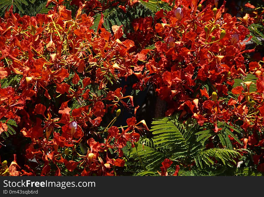 Plant, Leaf, Vegetation, Autumn