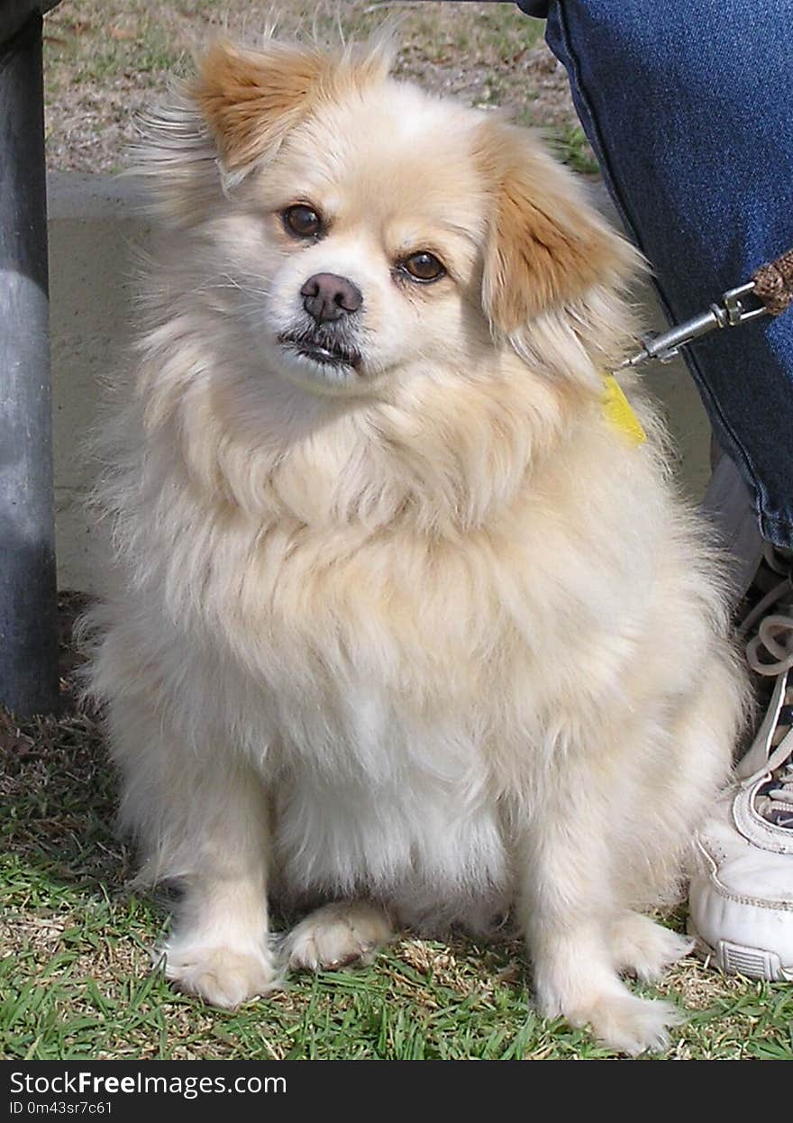 Dog, Dog Like Mammal, Tibetan Spaniel, Dog Breed