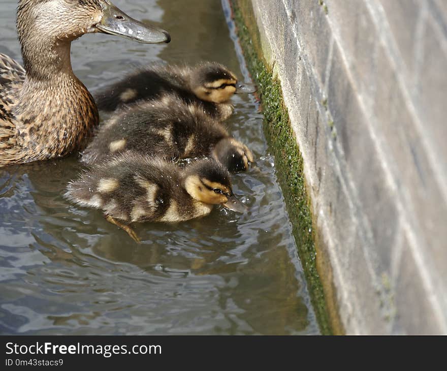 Duck, Bird, Fauna, Water Bird