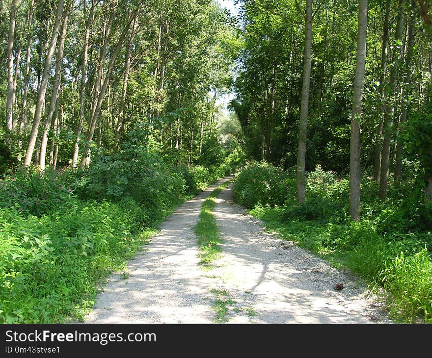 Vegetation, Path, Ecosystem, Nature Reserve