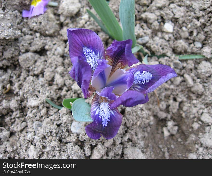 Flower, Plant, Flowering Plant, Flora