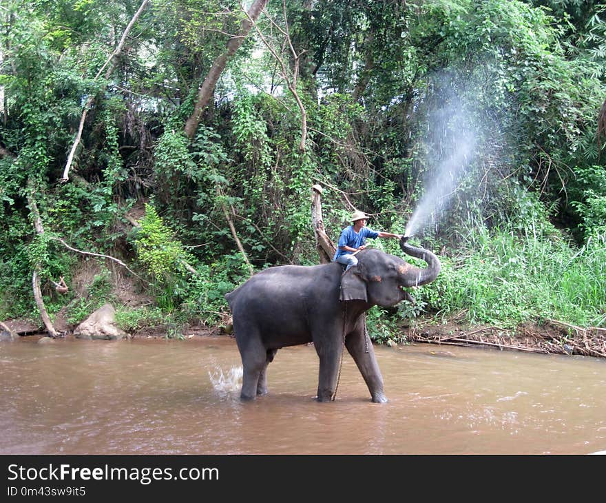 Elephant, Elephants And Mammoths, Indian Elephant, Wildlife