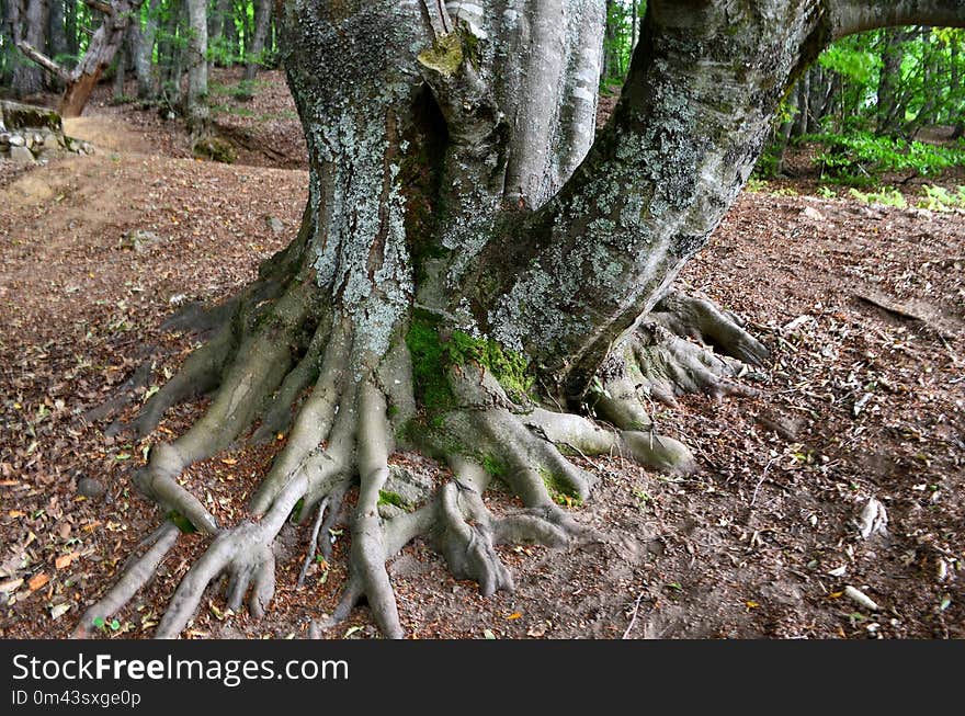 Root, Tree, Plant, Woody Plant