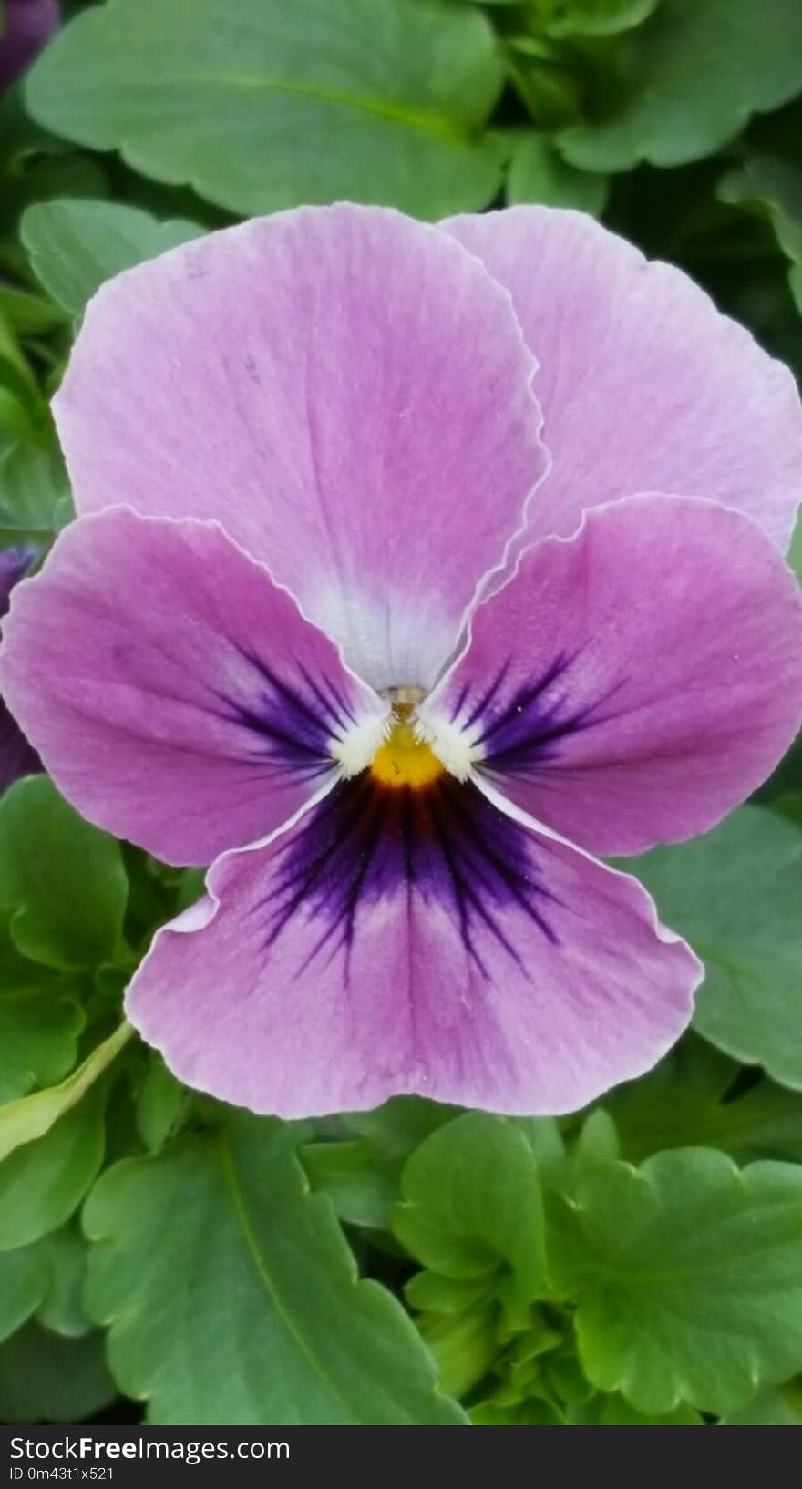 Flower, Pansy, Plant, Flowering Plant