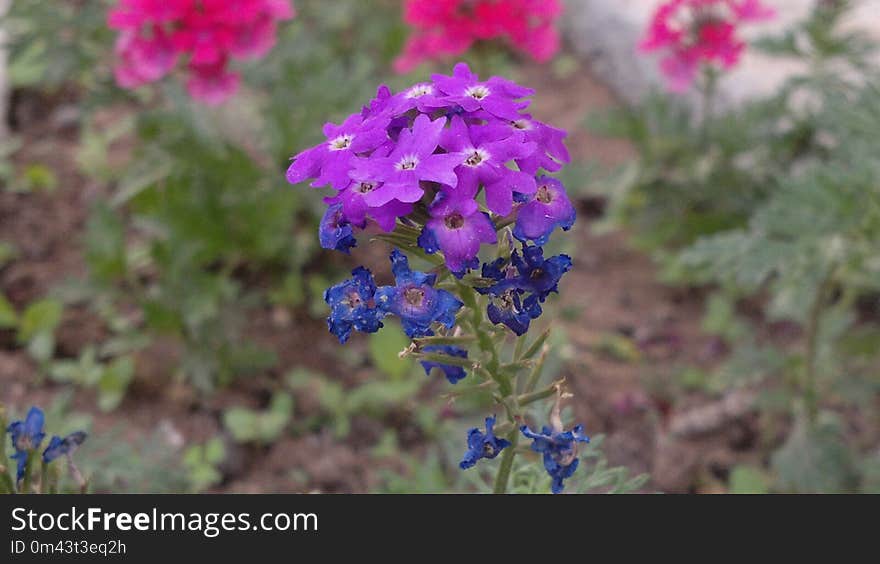 Flower, Plant, Flowering Plant, Purple