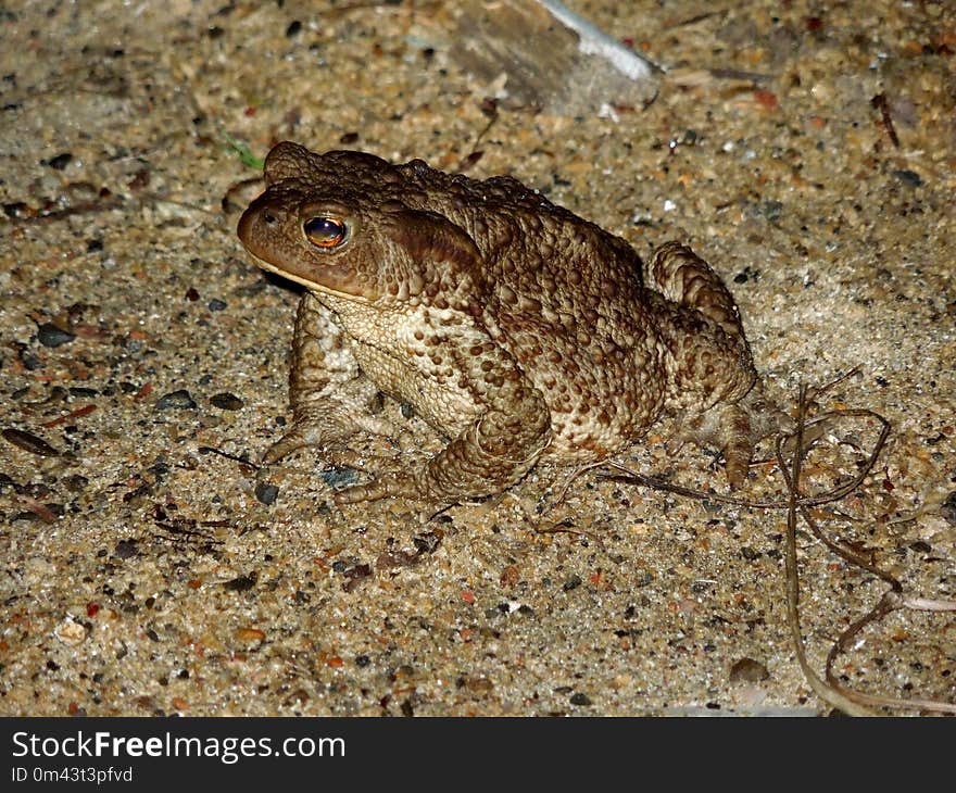 Toad, Amphibian, Ranidae, Fauna