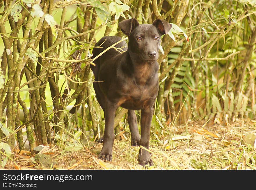 Dog Breed, Dog, Dog Like Mammal, Patterdale Terrier