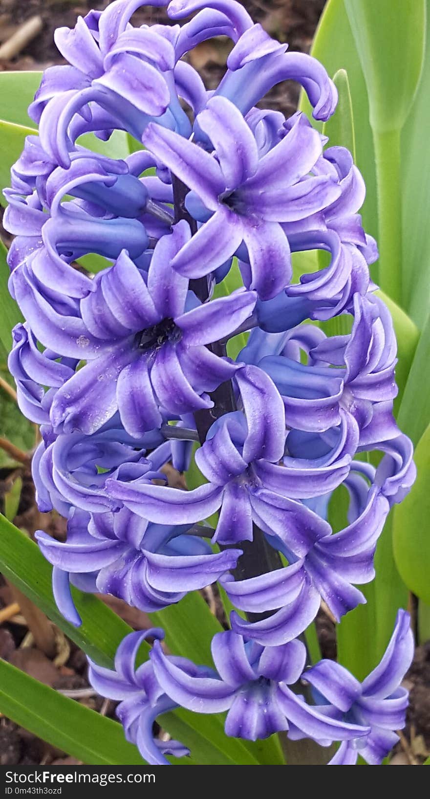 Flower, Plant, Hyacinth, Flowering Plant