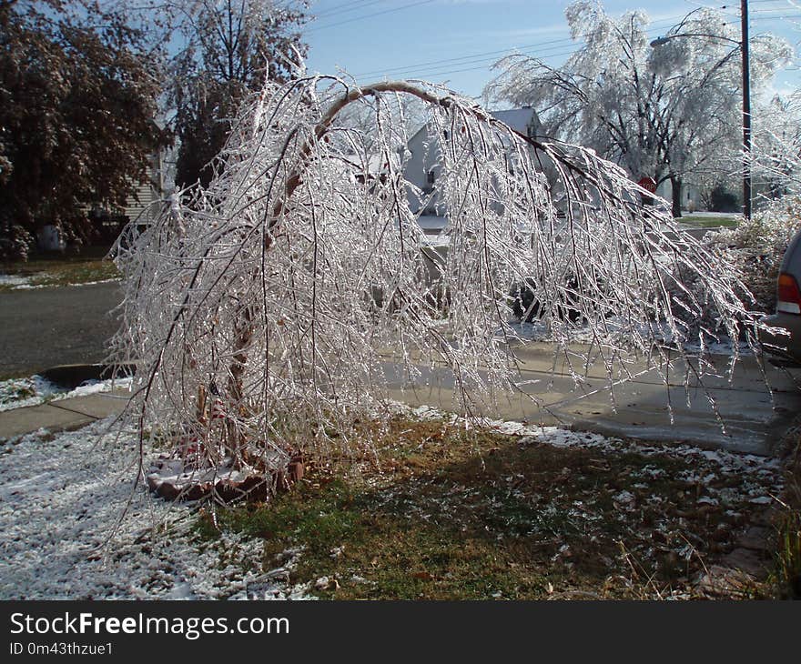 Tree, Branch, Water, Winter