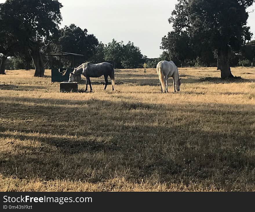 Pasture, Tree, Grassland, Grazing