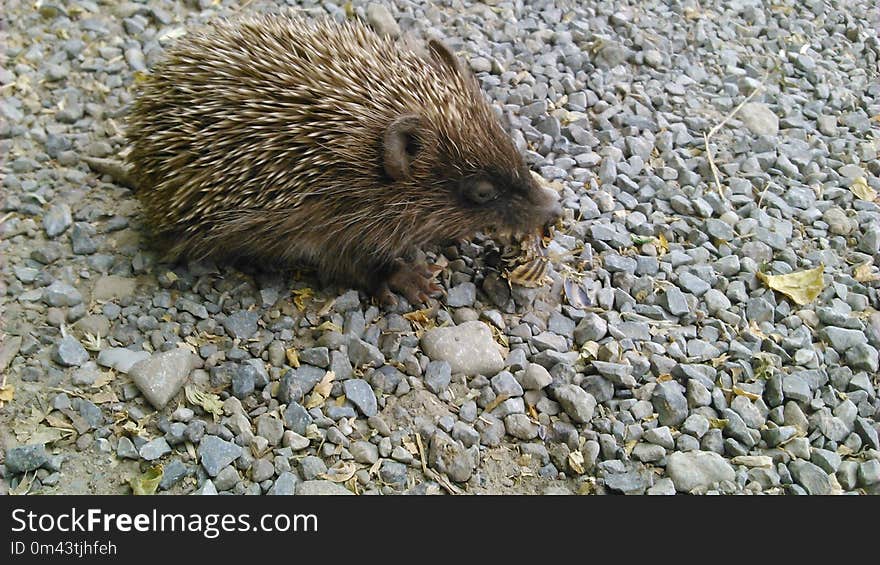 Hedgehog, Domesticated Hedgehog, Fauna, Mammal