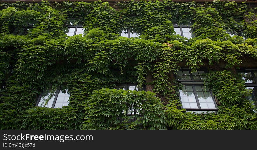 Vegetation, Tree, Plant, Leaf