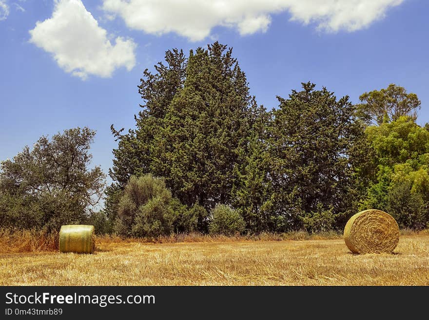 Hay, Field, Sky, Ecosystem