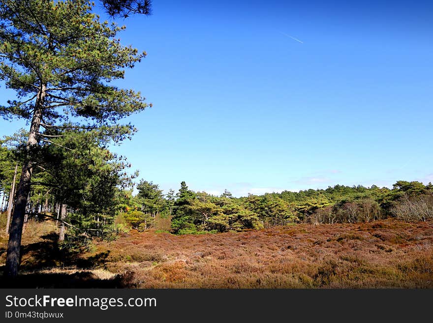 Sky, Vegetation, Ecosystem, Tree