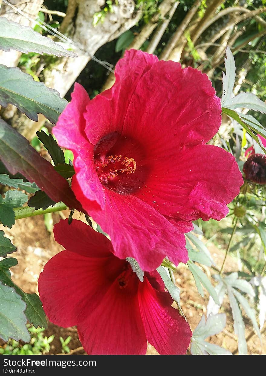 Flower, Flowering Plant, Plant, Hibiscus