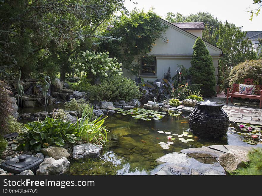 Body Of Water, Pond, Water, Plant