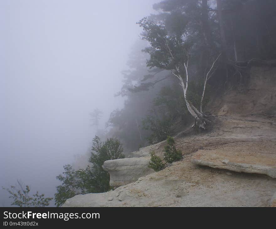 Fog, Hill Station, Mist, Tree