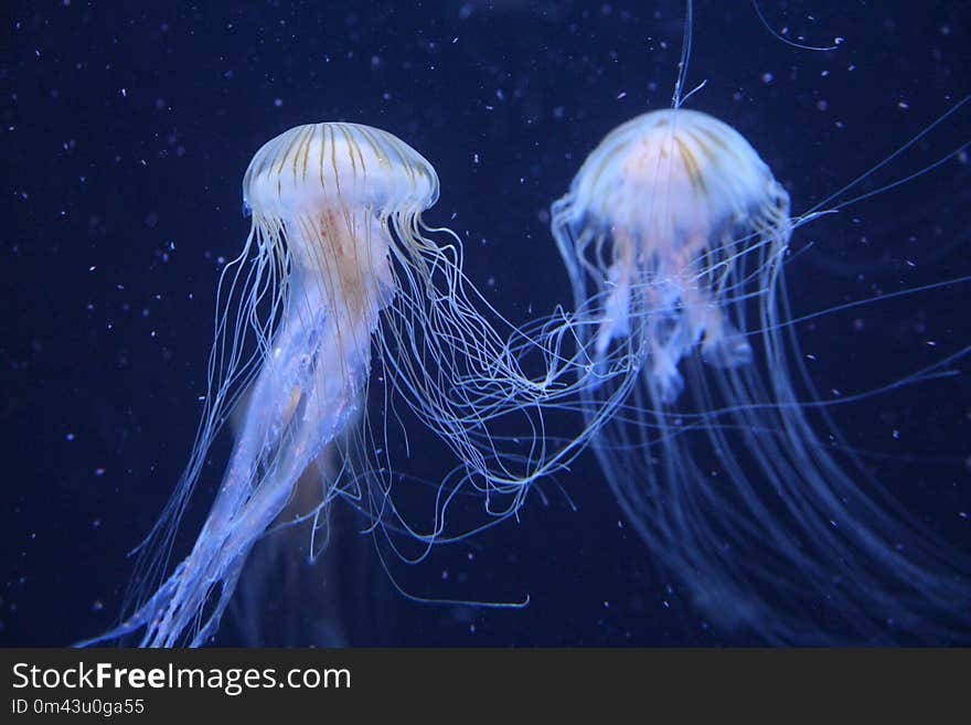 Jellyfish, Cnidaria, Marine Invertebrates, Invertebrate