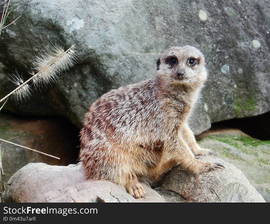 Meerkat, Mammal, Fauna, Terrestrial Animal