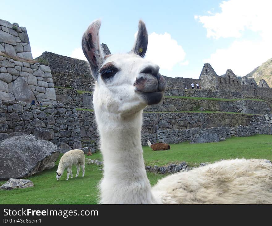 Llama, Camel Like Mammal, Alpaca, Livestock