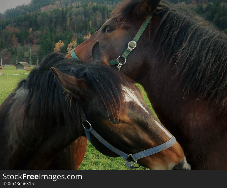 Horse, Halter, Bridle, Mane