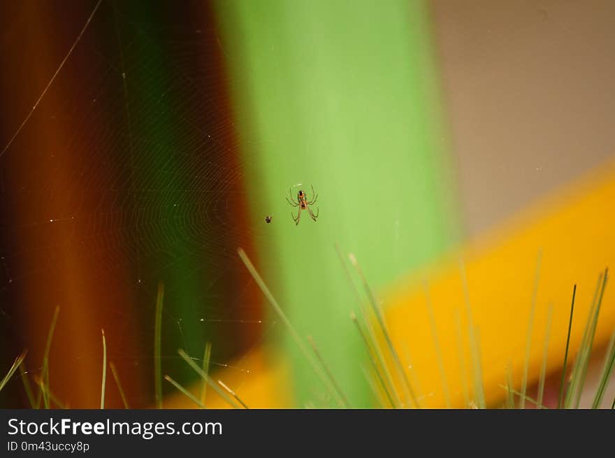 Green, Yellow, Leaf, Close Up