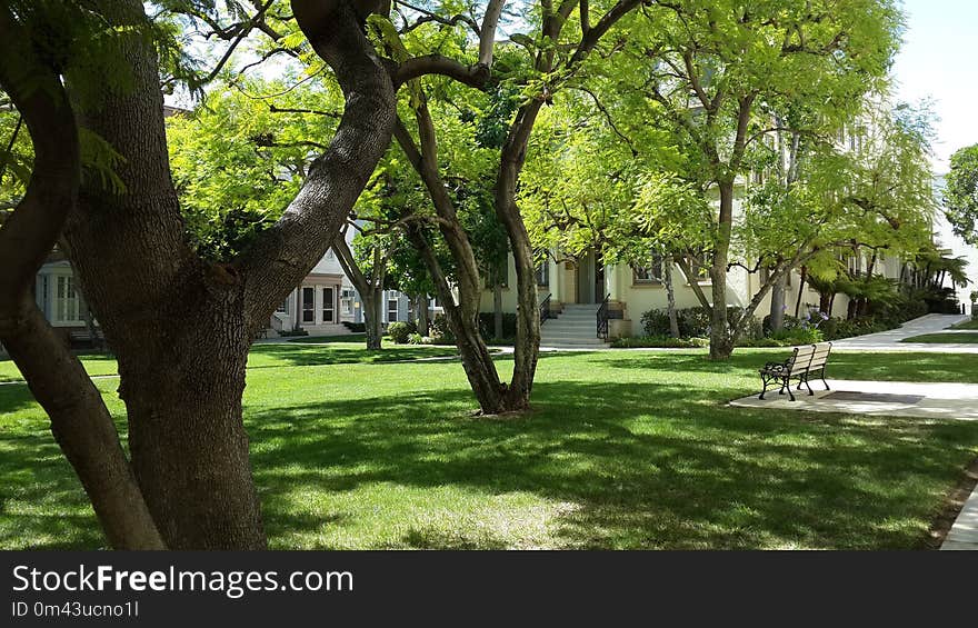 Tree, Plant, Grass, Park