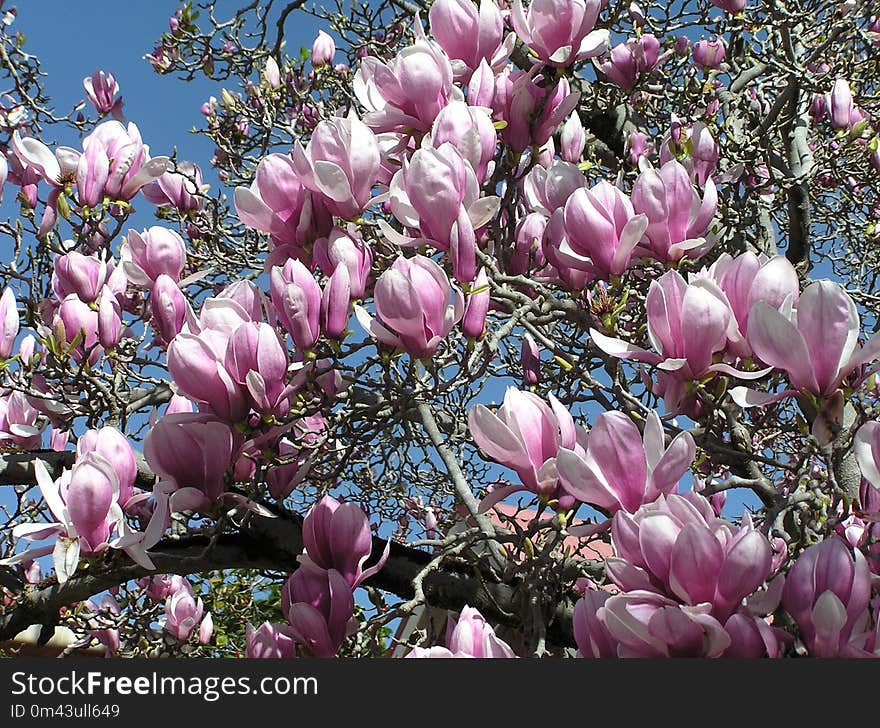 Flower, Plant, Flowering Plant, Spring