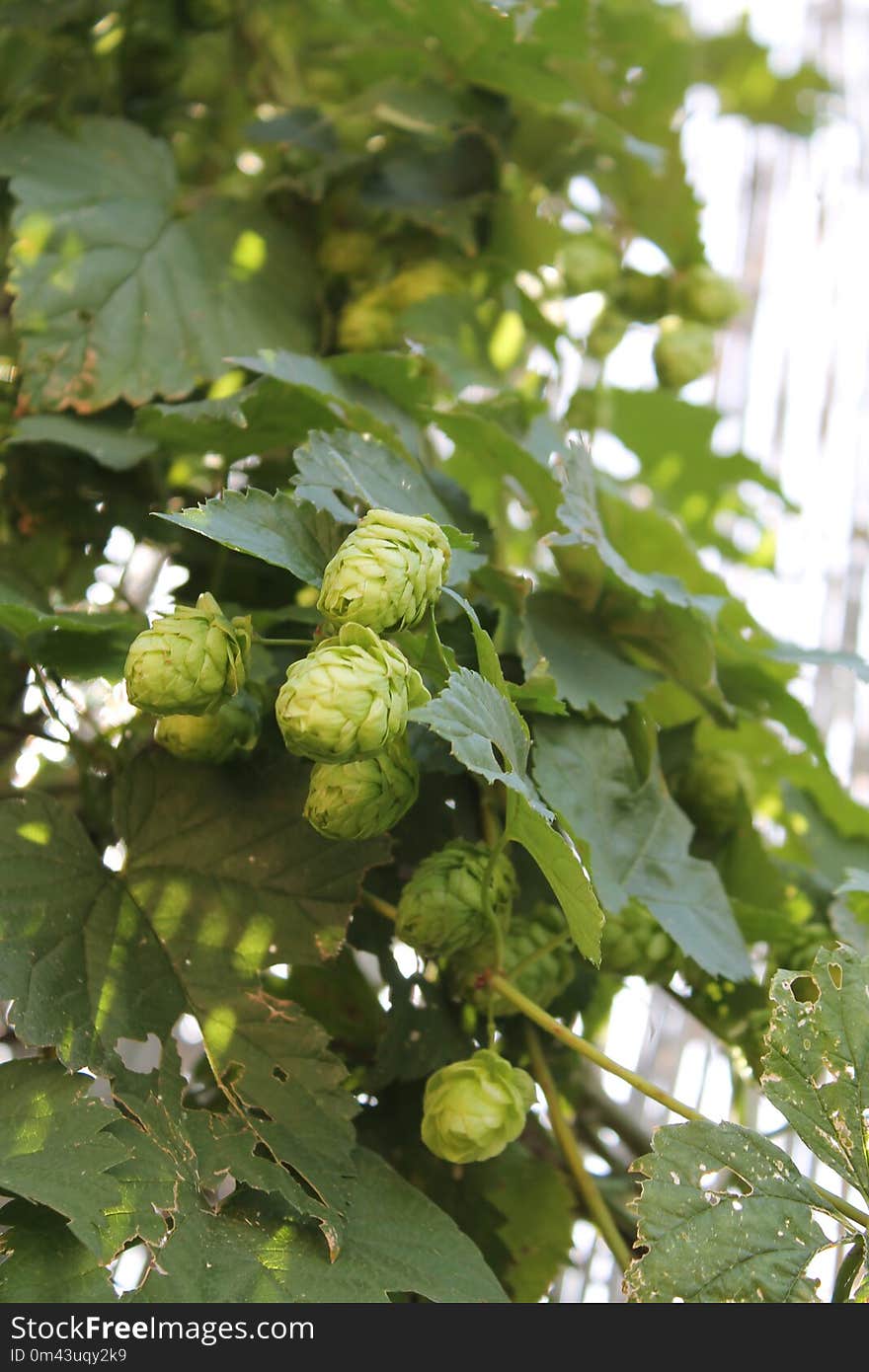 Humulus Lupulus, Plant, Spring, Tree