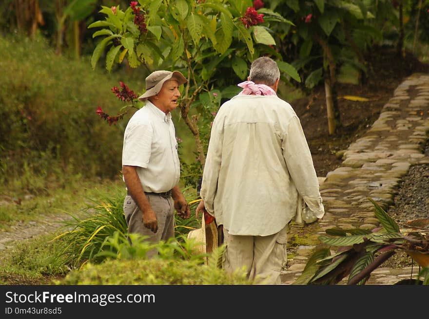 Plant, Grass, Tree, Agriculture