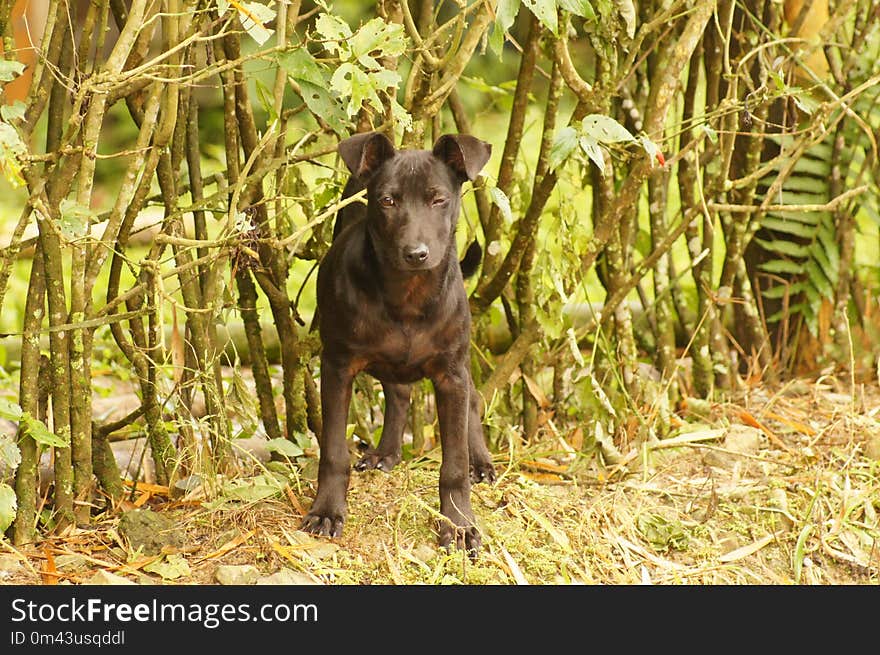 Dog Breed, Dog, Dog Like Mammal, Forest