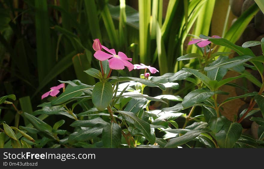 Plant, Flower, Flora, Flowering Plant