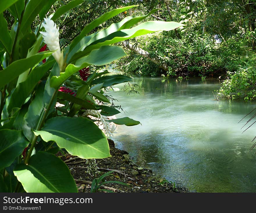 Vegetation, Water, Plant, Flora