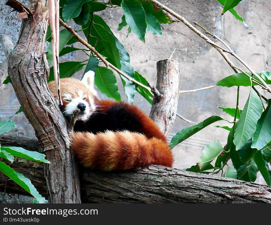 Red Panda, Fauna, Mammal, Organism