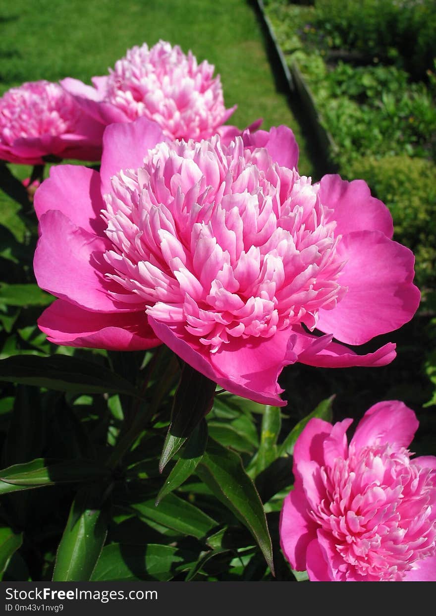 Flower, Plant, Peony, Pink