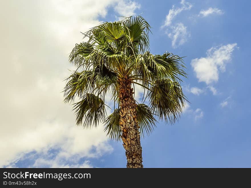 Sky, Tree, Vegetation, Borassus Flabellifer