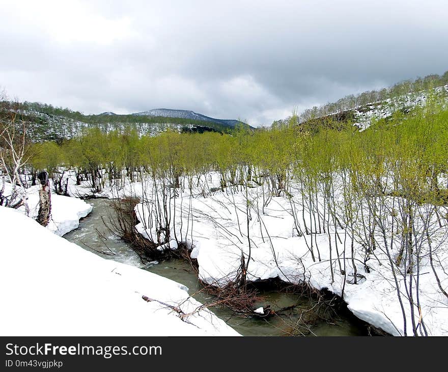 Snow, Winter, Wilderness, Tree