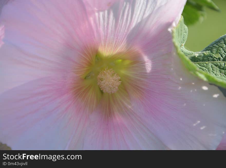 Flower, Pink, Close Up, Flora