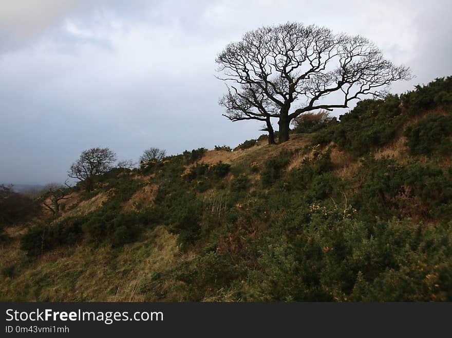 Tree, Sky, Vegetation, Woody Plant