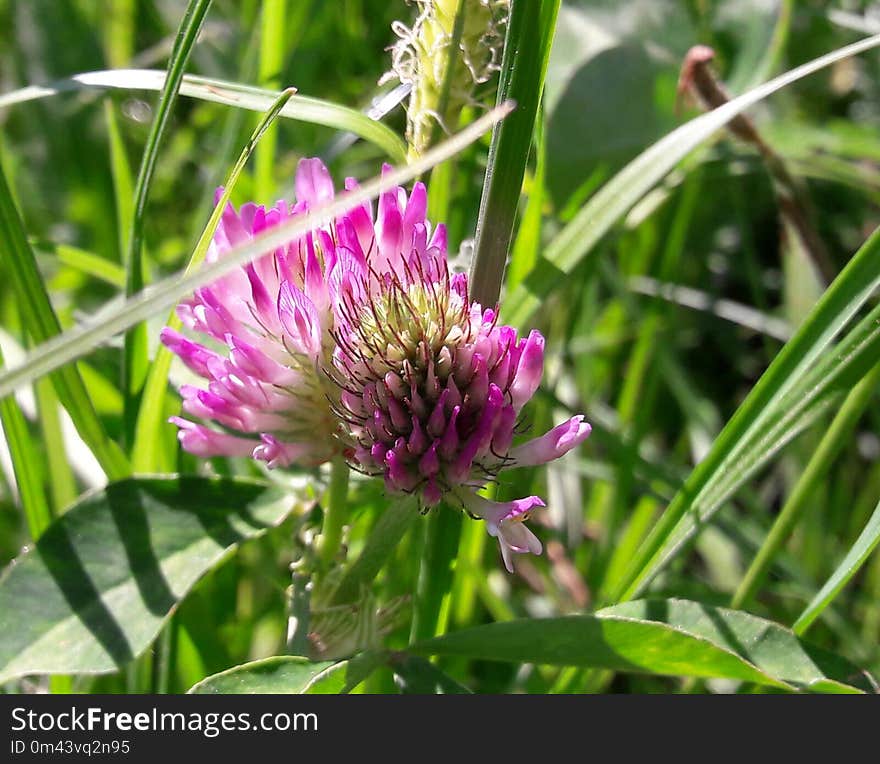 Plant, Flower, Flora, Silybum