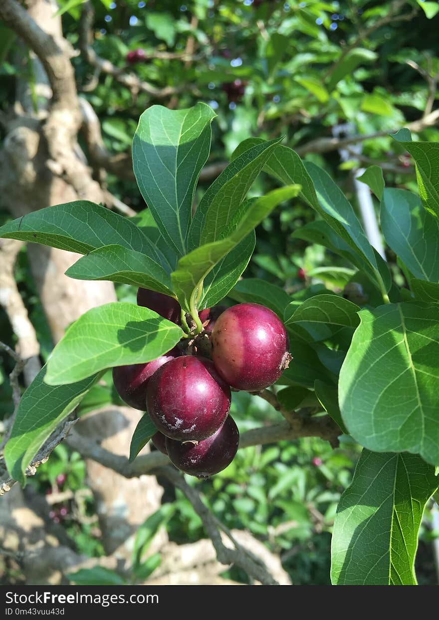 Plant, Fruit, Fruit Tree, Cherry