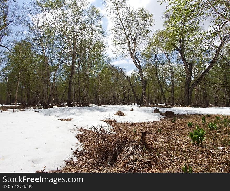 Tree, Water, Nature Reserve, Winter