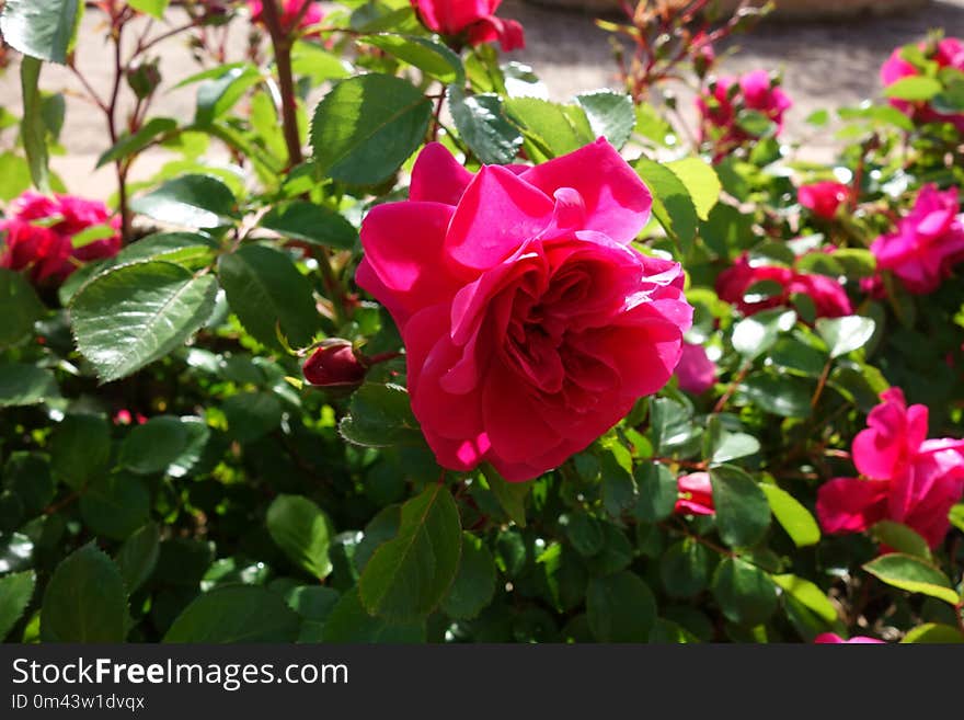 Flower, Rose, Rose Family, Plant