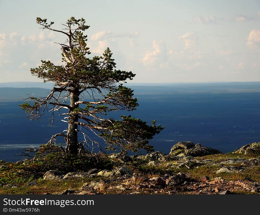 Tree, Coast, Woody Plant, Vegetation