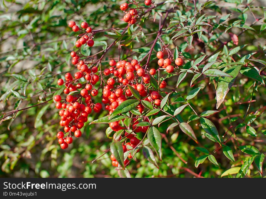 Plant, Buffaloberries, Heteromeles, Berry