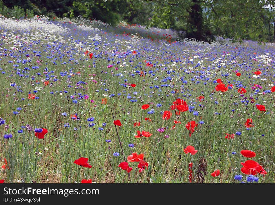 Flower, Wildflower, Ecosystem, Meadow