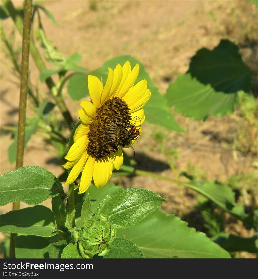 Flower, Yellow, Flora, Plant