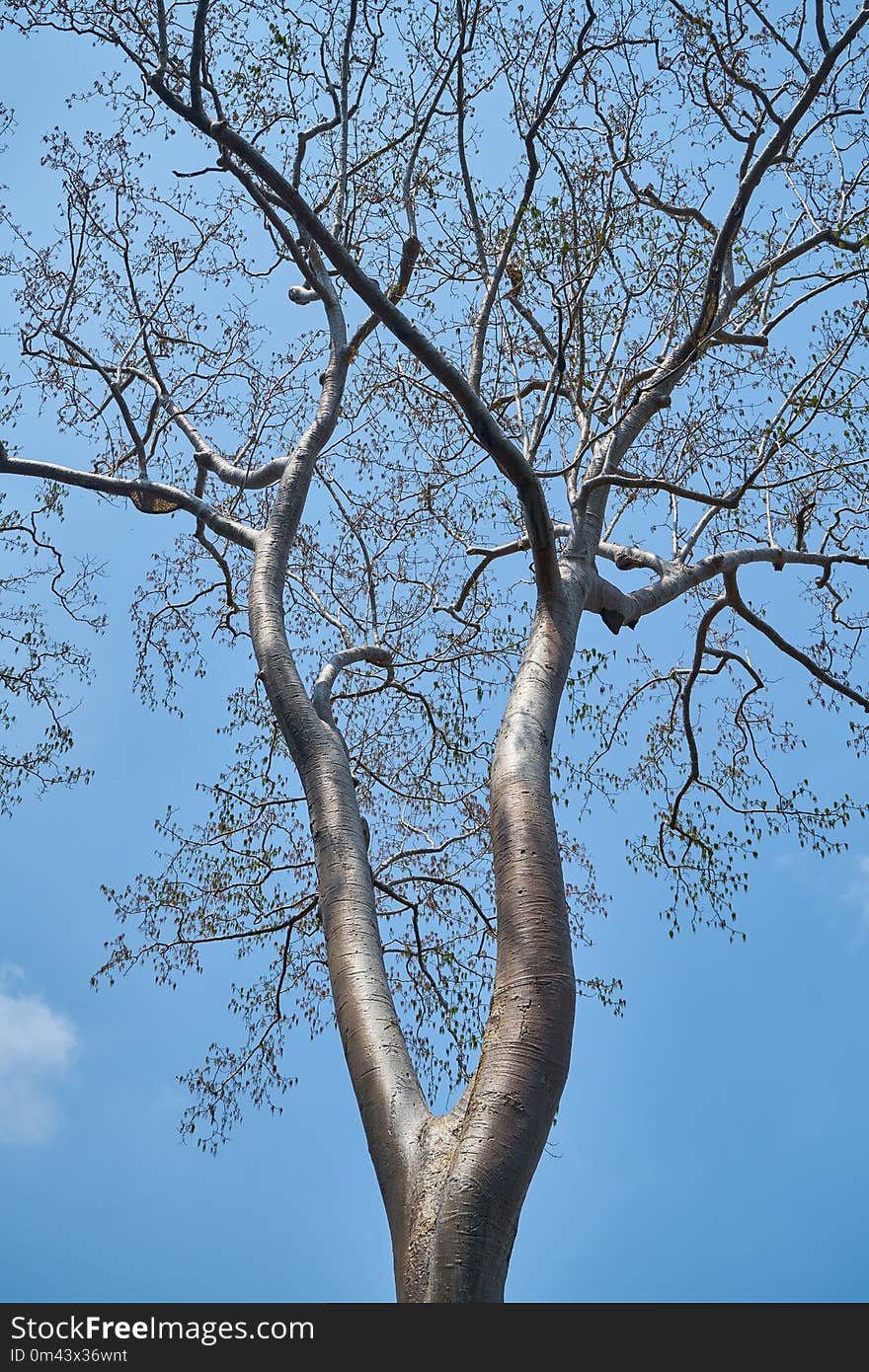 Tree, Branch, Sky, Woody Plant